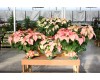 Monet Poinsettia